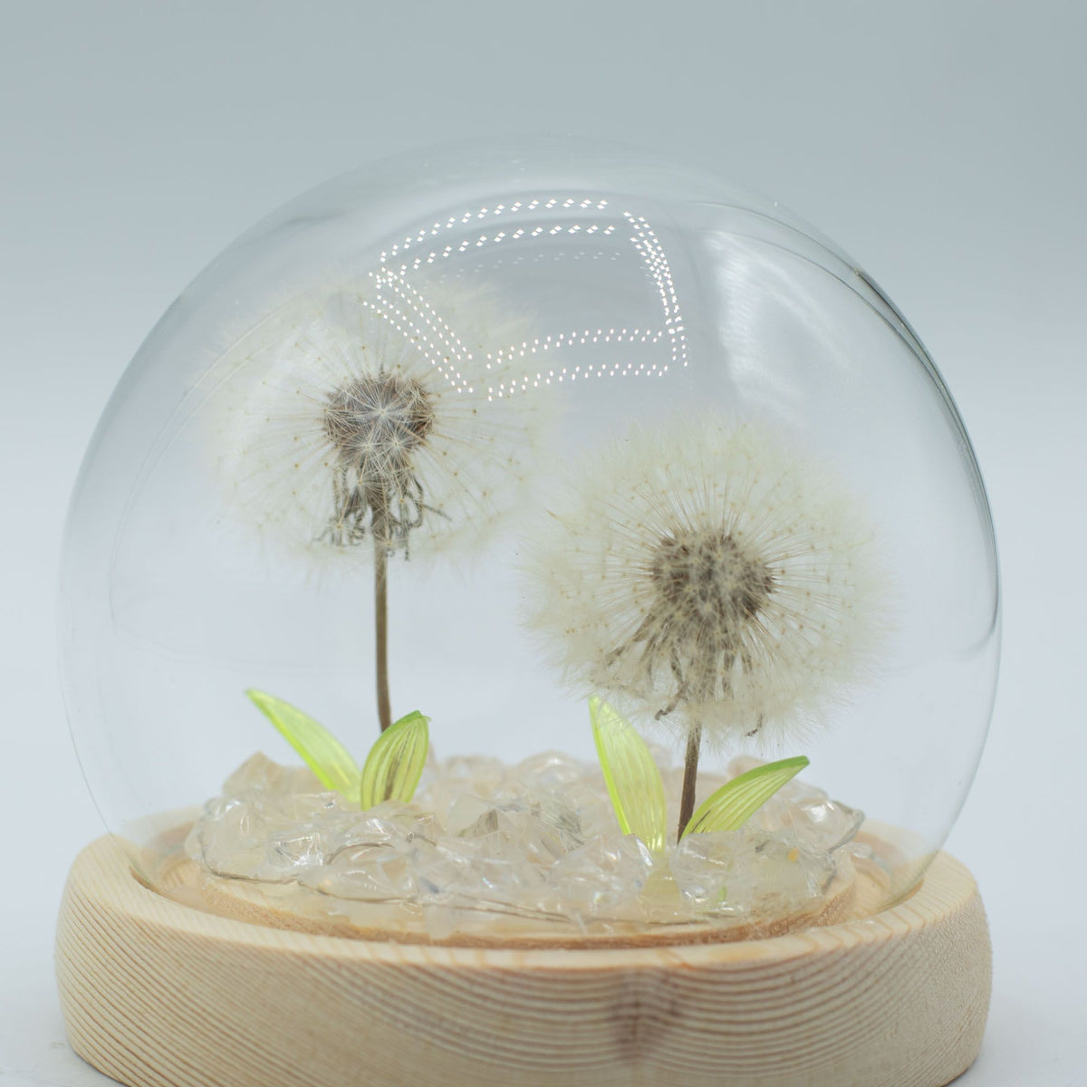 Lichtdekoration unter Glas – Zwei Löwenzahnblüten · USB